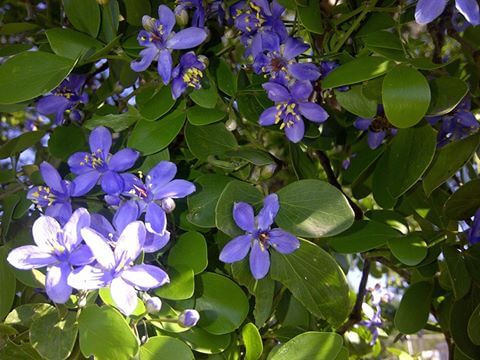 The Blue Mahoe (Hibiscus Elatus) jest narodowym drzewem Jamajki